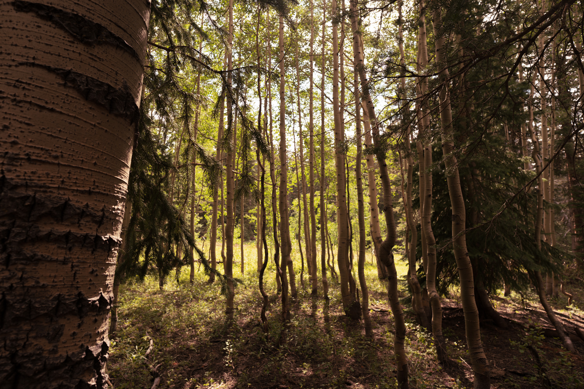 A landscape photo of a forest